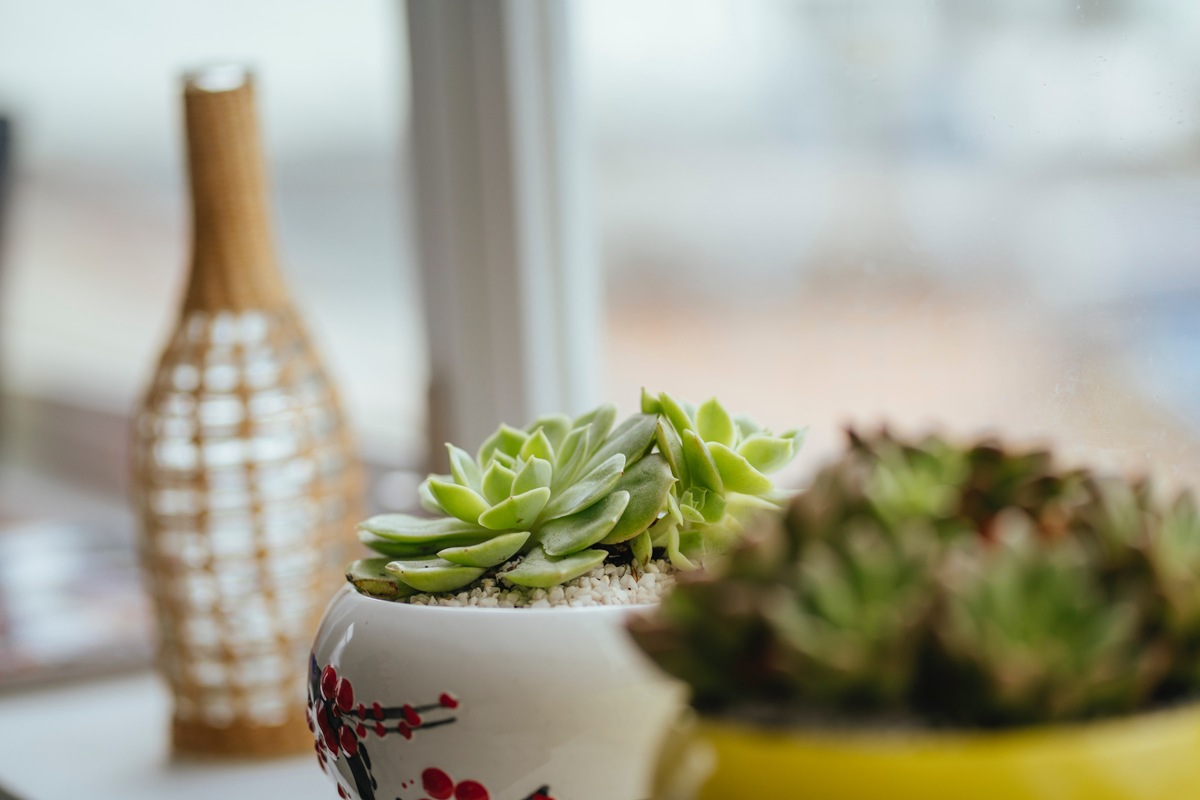 Everything You Need To Know About Caring For Succulents