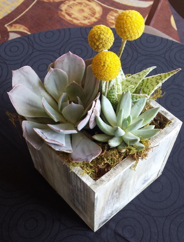 box of three succulents and three yellow flowers