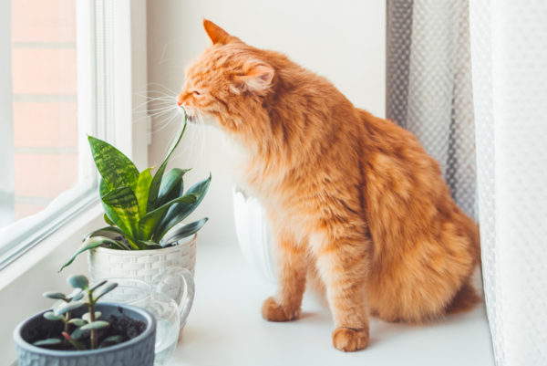 12 Pet-Friendly Plants That Grow Well Indoors