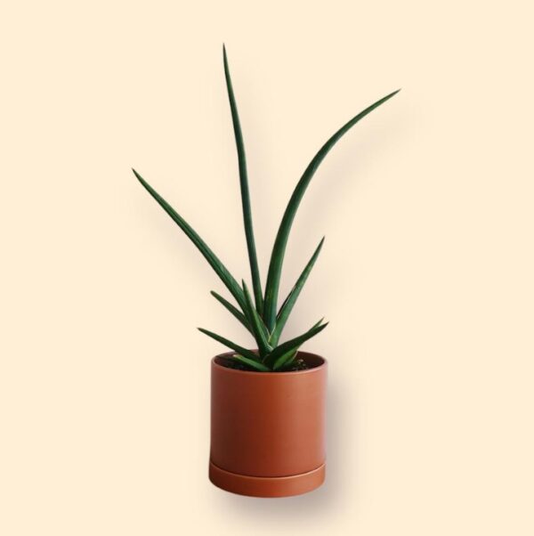 snake Sansevieria house plant in a terra cotta pot