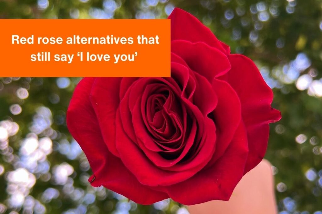 photo of a hand holding a single red rose with the text 'Red rose alternatives that say 'I love you' in a caption box